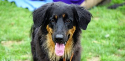 Meet Jackie’s Friends | Princess Jackie, Her Highness the Dogginess