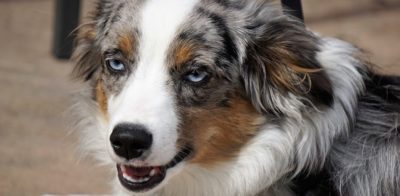 Meet Jackie’s Friends | Princess Jackie, Her Highness the Dogginess