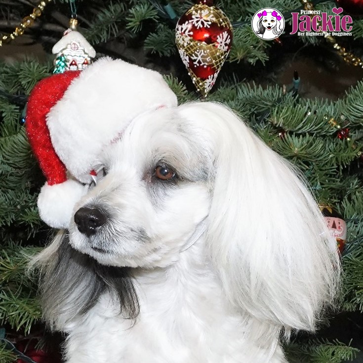 Princess Jackie and her red Christmas Santa hat