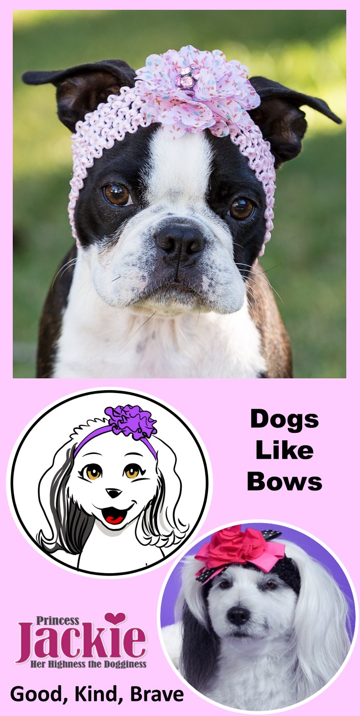 Dogs Like Bows